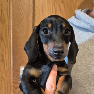 Champion sired dog puppy