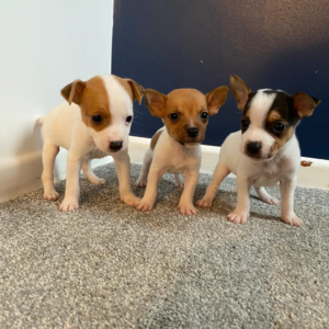 Outstanding litter of Jack Russell puppies