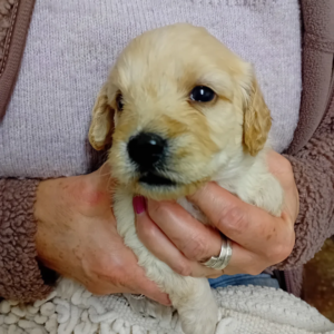 Stunning Cockapoo puppies