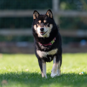 Shiba Inu Puppies – Champion Pedigree