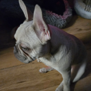 8 month old cream french bulldog puppy