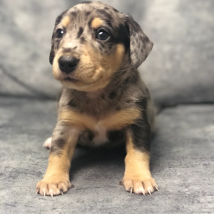 Smooth haired miniature dachshunds available