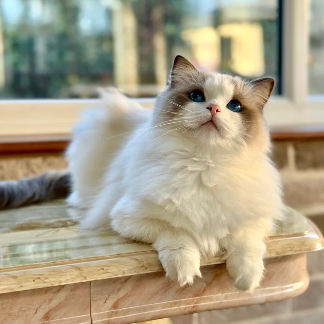 Stunning pet girl - Image 3