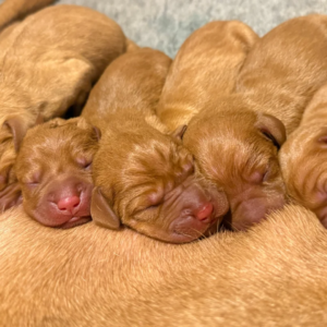 KC registered Hungarian Viszla puppies