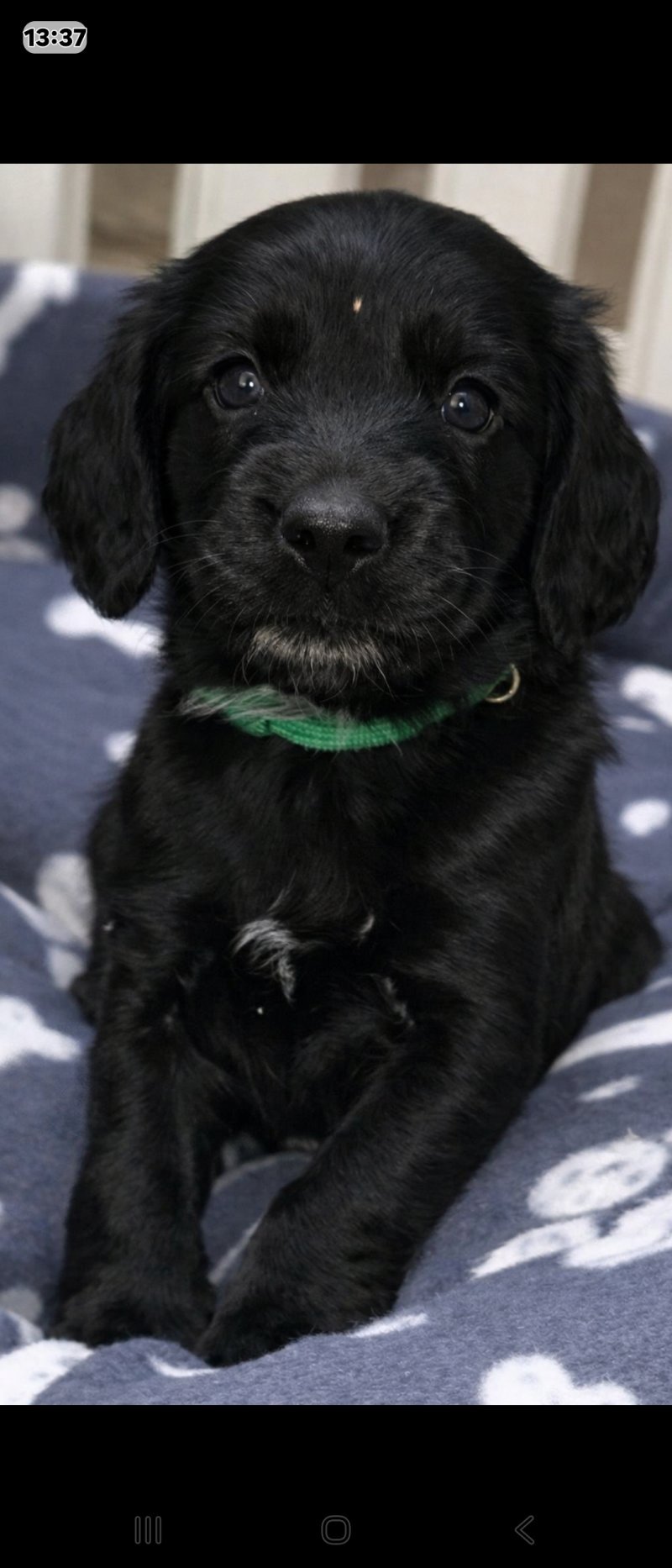Beautiful girl chunky sprocker spaniel puppy