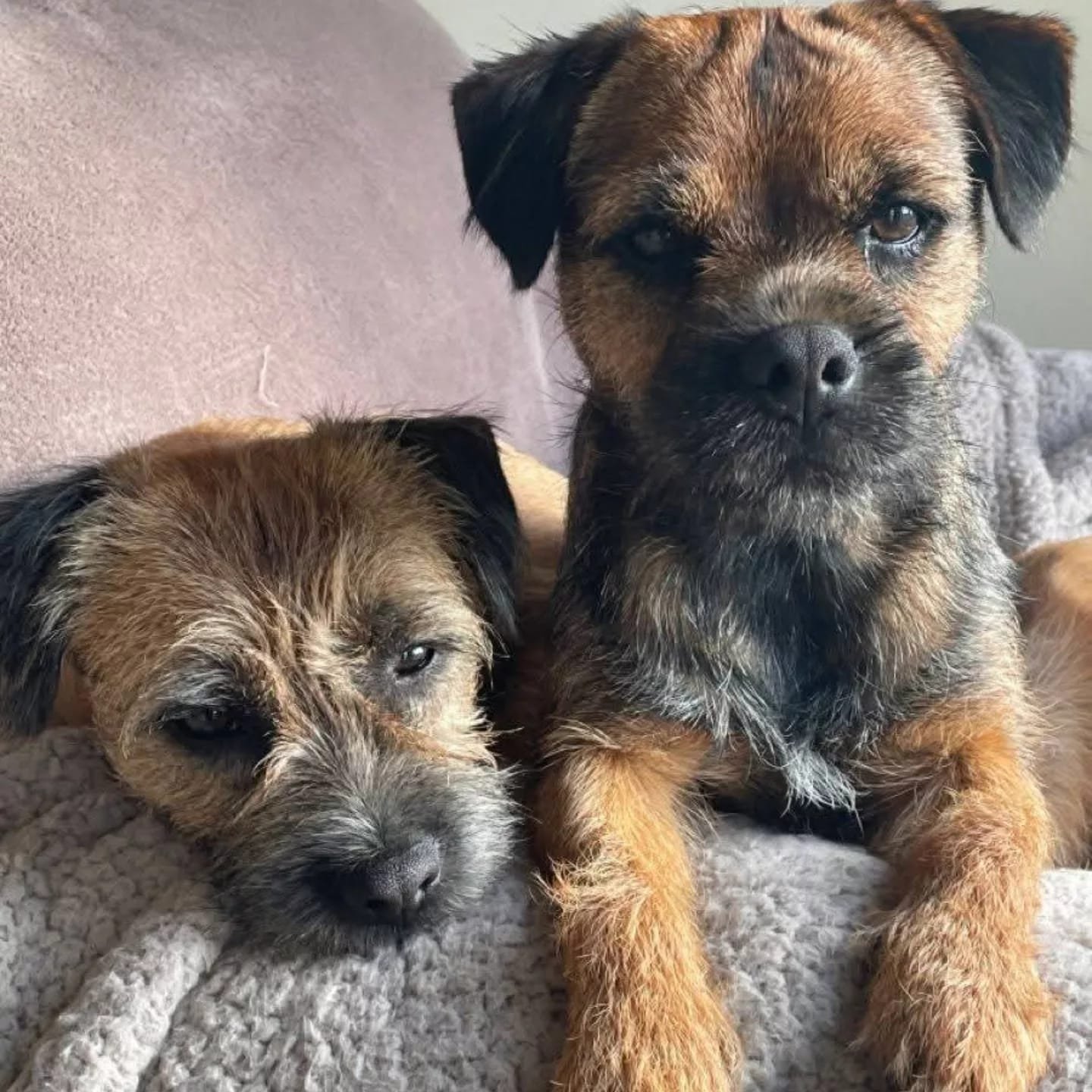 Border terrier puppies - Image 2