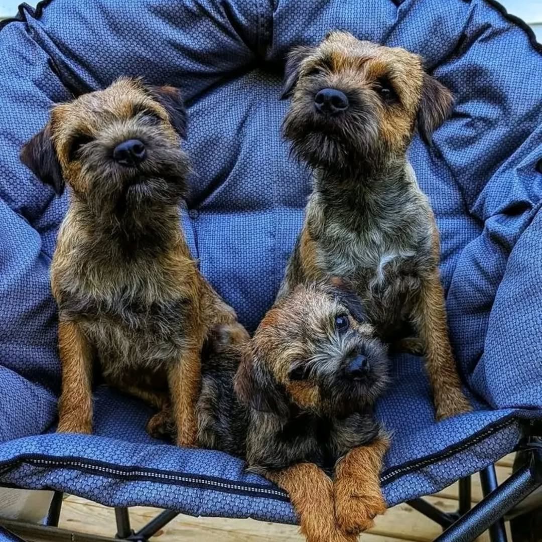 Border terrier puppies