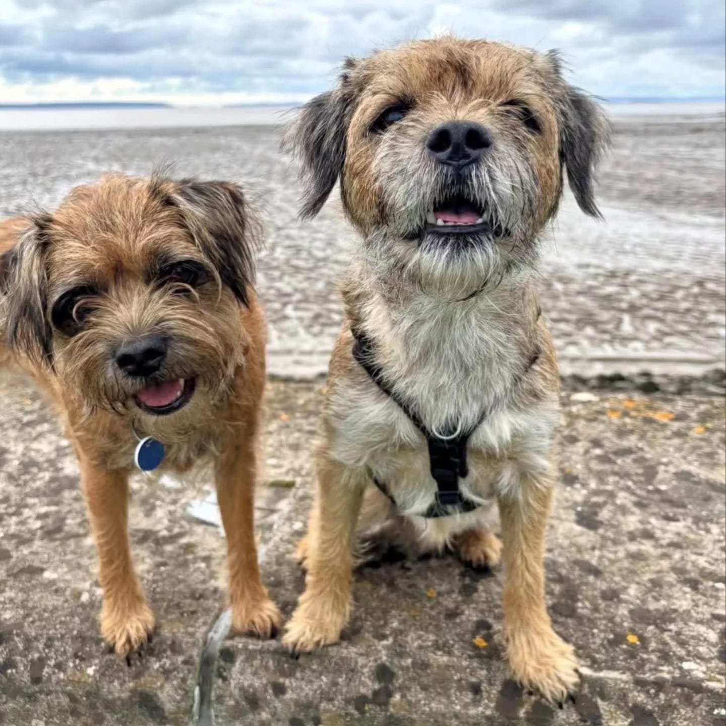 Border terrier puppies - Image 4