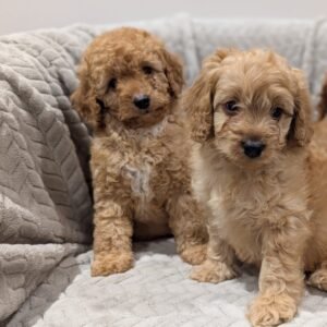 Adorable Cavapoo puppies