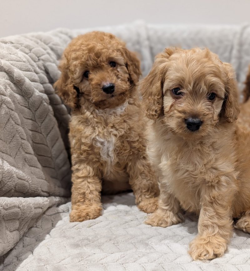 Adorable Cavapoo puppies