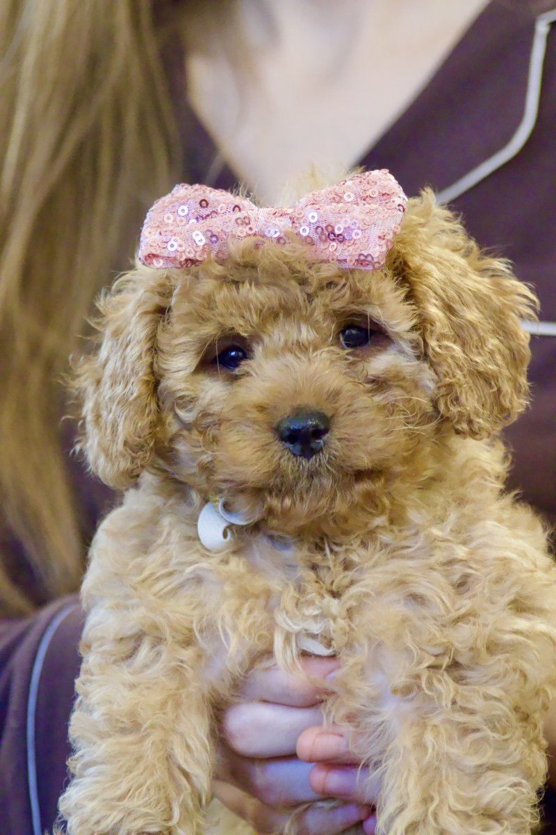 Gorgeous Toy Cavapoo F1B - Image 2
