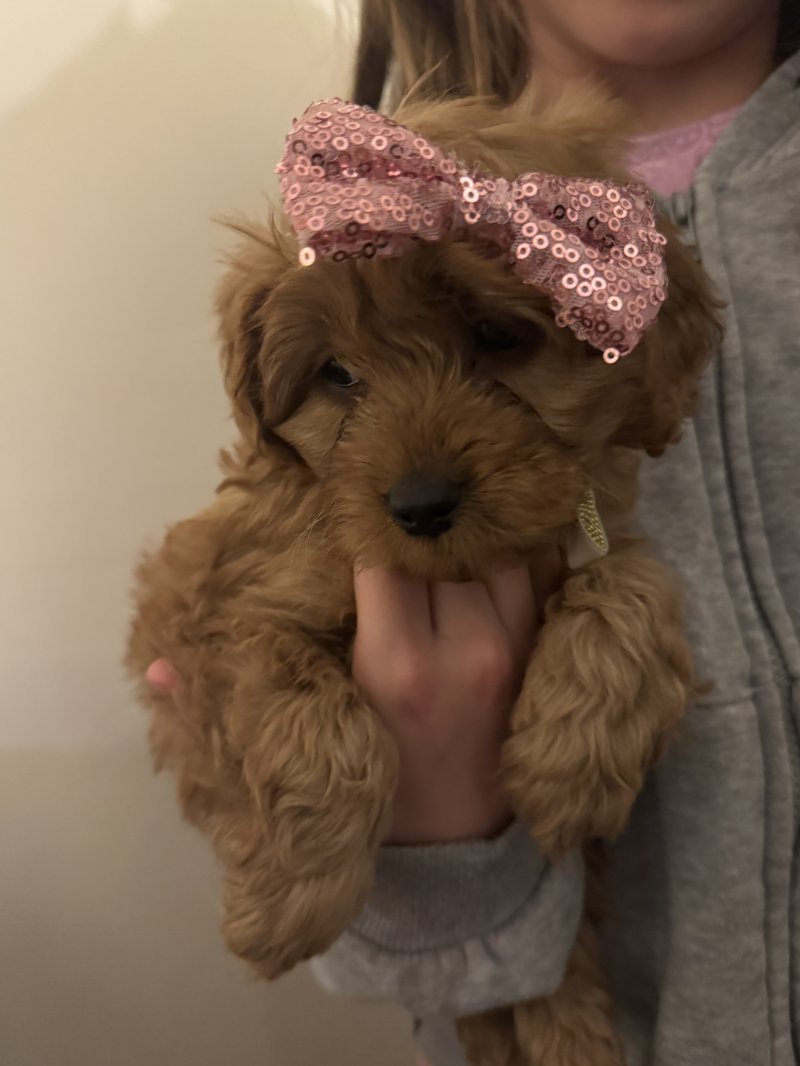 Gorgeous Toy Cavapoo F1B