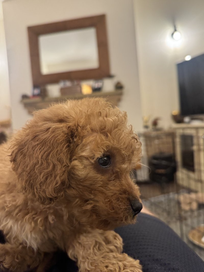 Gorgeous Toy Cavapoo F1B - Image 5