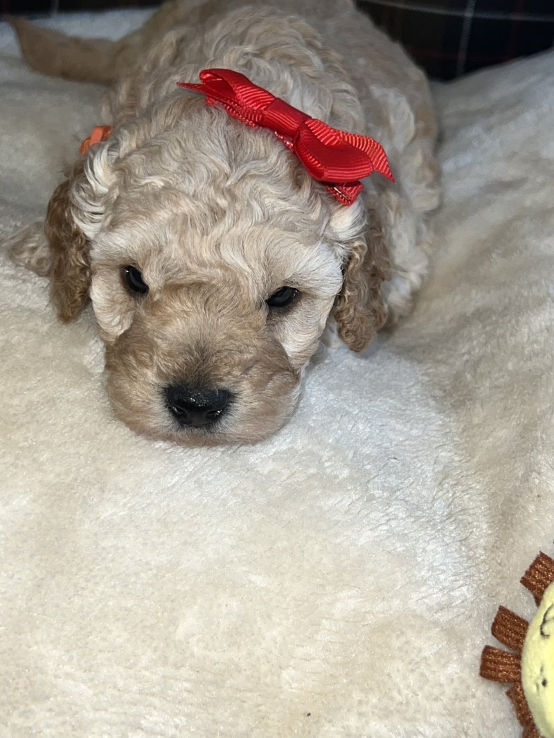 Miniature toy poodles - Image 3