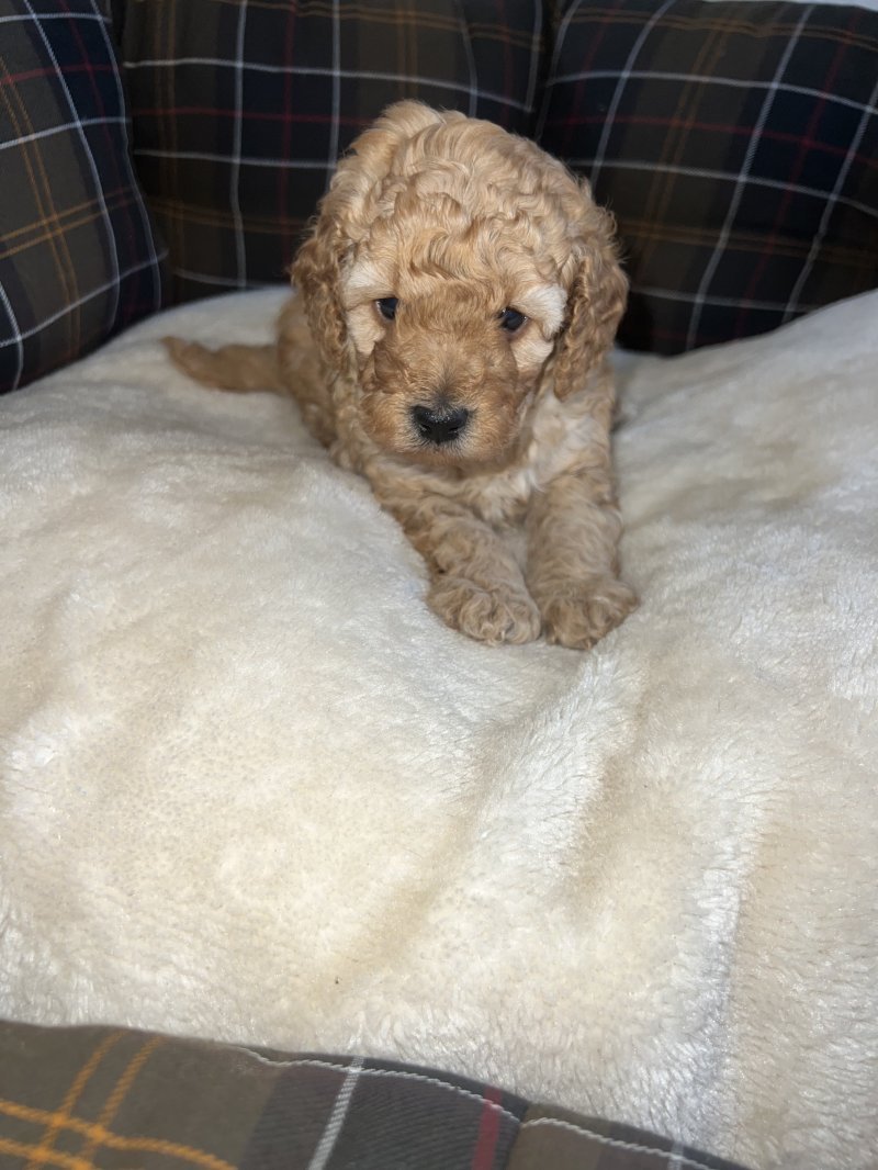 Miniature toy poodles