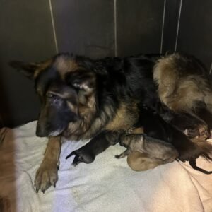 German Shepherd Puppies