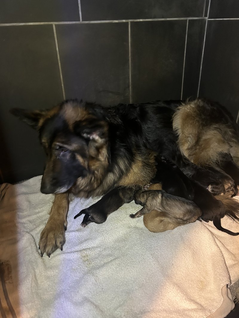 German Shepherd Puppies